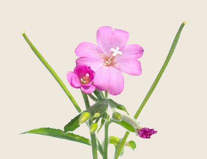 EXTRAIT D'ÉPILOBE À PETITES FLEURS