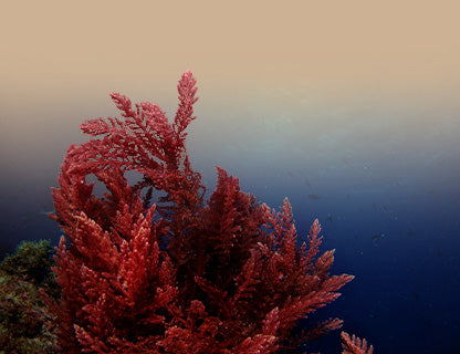 Aquamin ;F® en poudre d’algues, complexe naturel de calcium