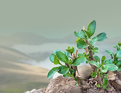 Une plante vraiment exceptionnelle