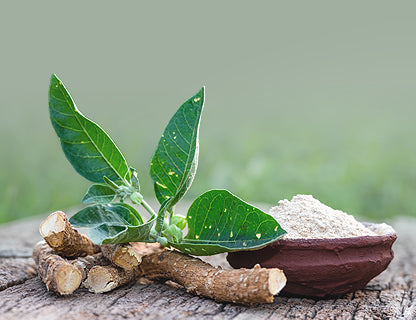 Utilisation de la racine et des feuilles