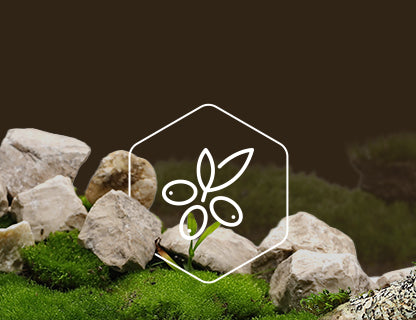 CyanthOX™50, l’extrait végétal surdoué