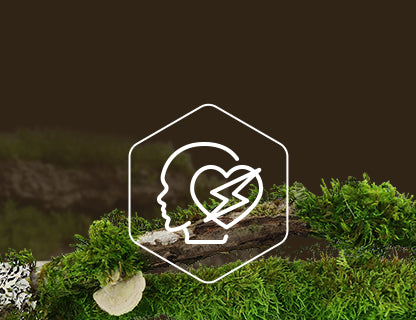 Coenzyme Q10, le moteur des cellules