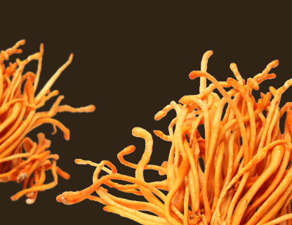 Cordyceps, l’énergie des sommets