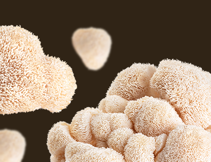 Lion’s Mane, la rareté de la clarté mentale