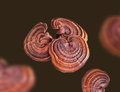 Reishi, la sagesse de la forêt