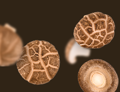 Shiitake, le noble d’Extrême-Orient