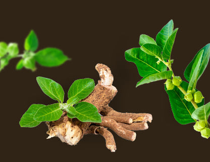 Ashwagandha KSM-66®