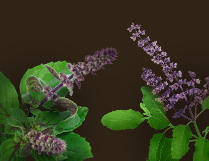 Basilic sacré (Tulsi)