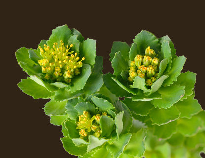 Rhodiola rosea