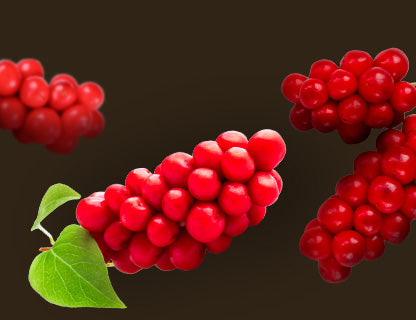 Schisandra de Chine (Schisandra)